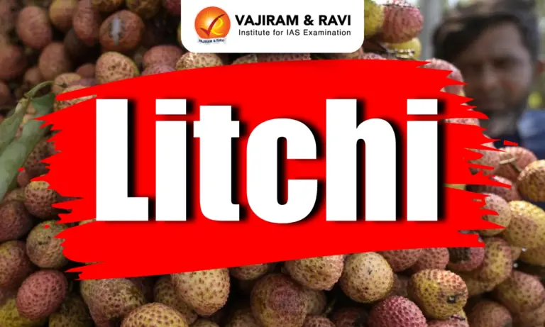 Litchi