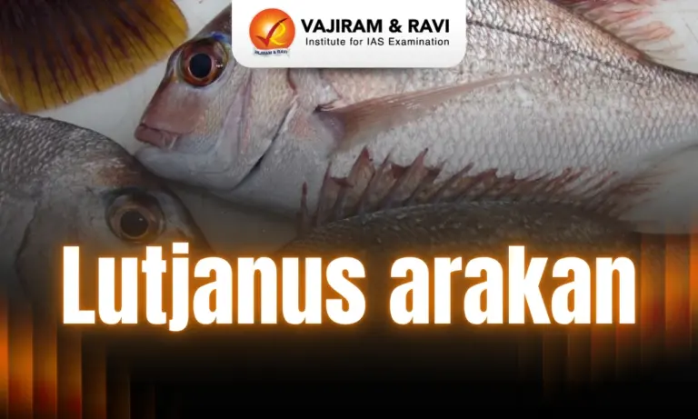 Lutjanus Arakan