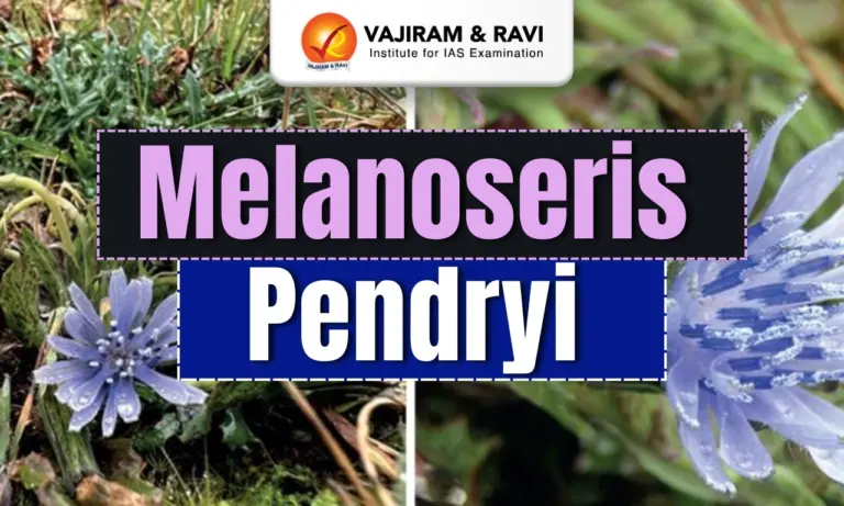 Melanoseris Pendryi