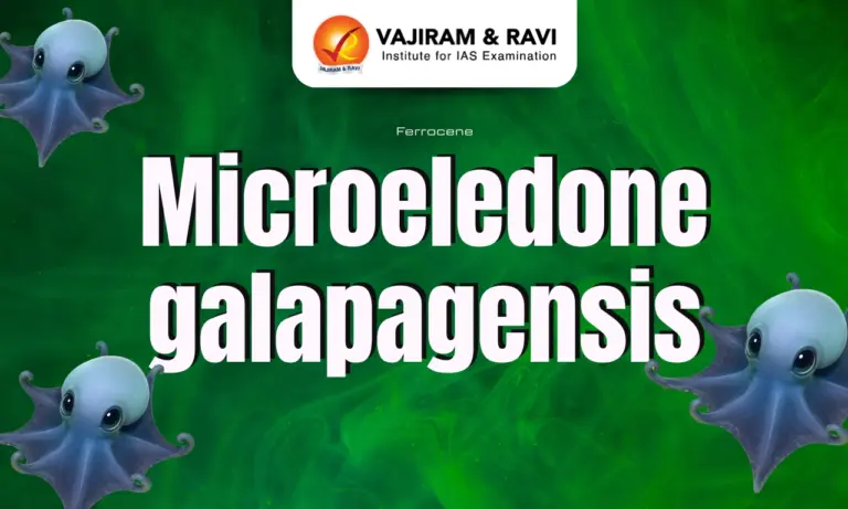 Microeledone Galapagensis