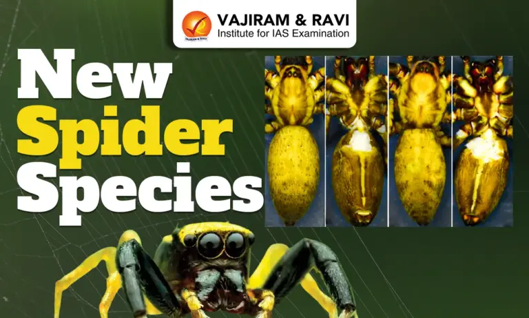 New Spider Species