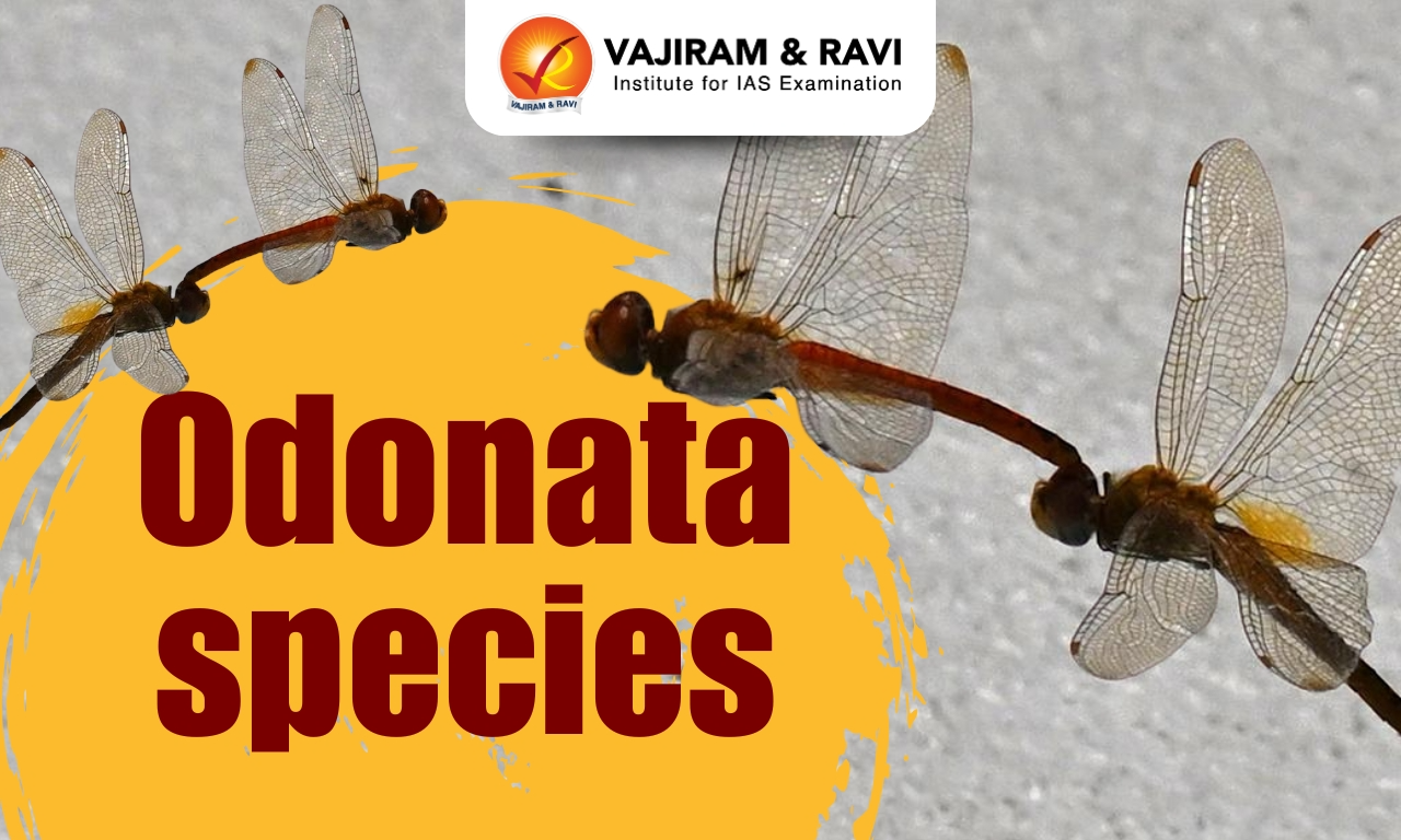 Odonata Species
