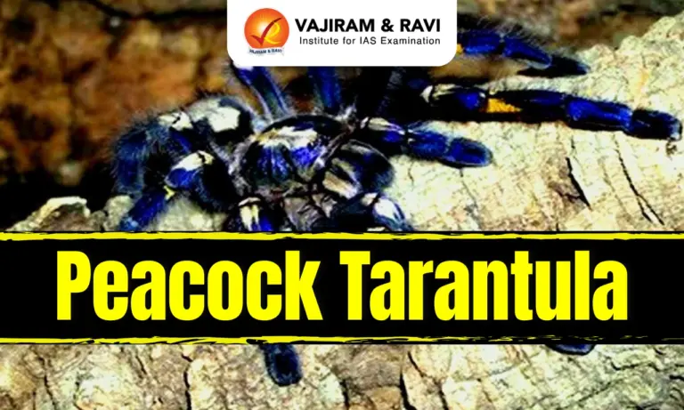 Peacock Tarantula