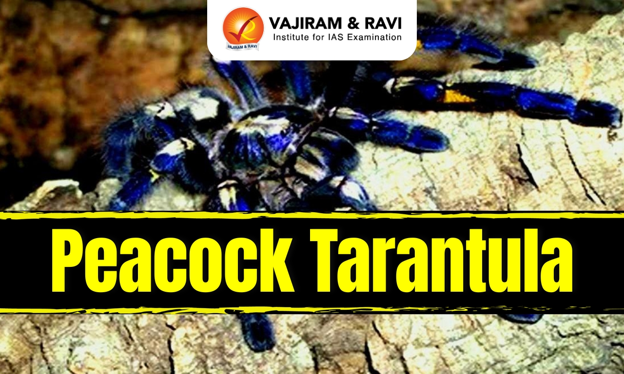 Peacock Tarantula