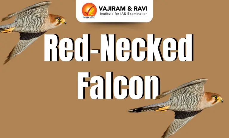 Red-Necked Falcon
