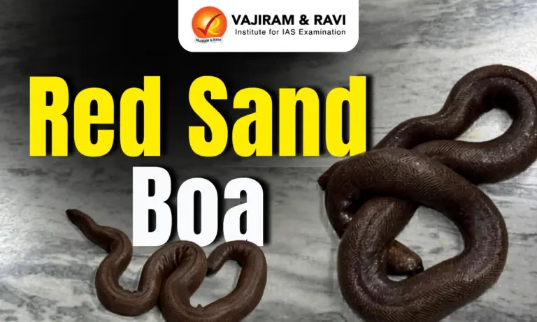 Red Sand Boa