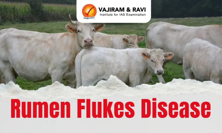 Rumen Fluke