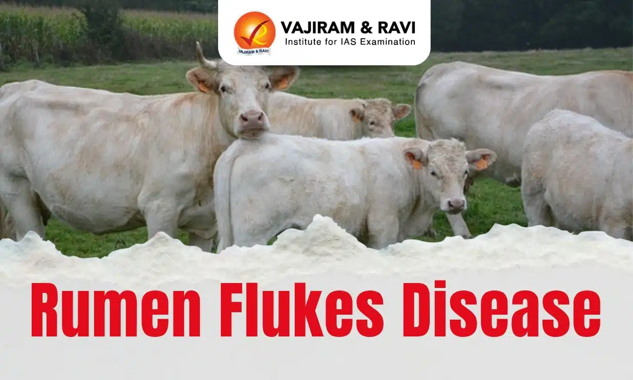Rumen Fluke