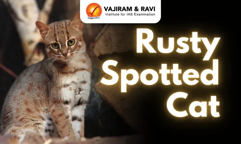 Rusty Spotted Cat