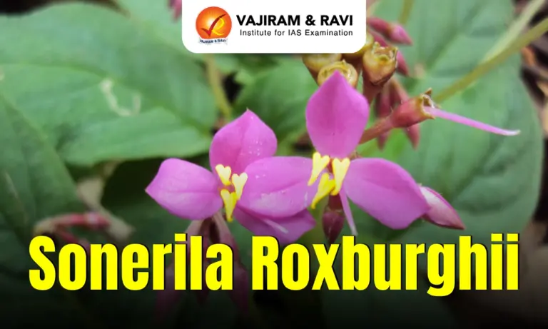 Sonerila roxburghii