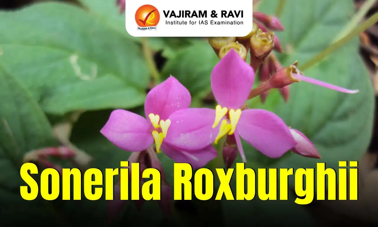 Sonerila roxburghii