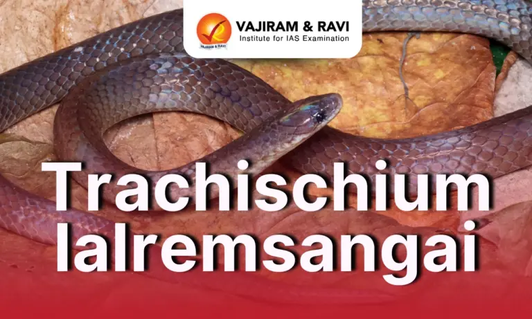 Trachischium lalremsangai