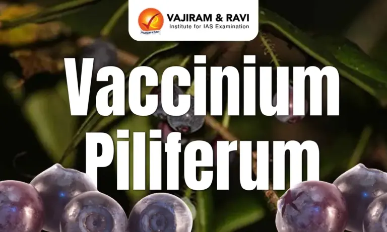 Vaccinium Piliferum