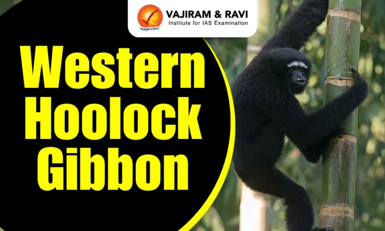 Western Hoolock Gibbon