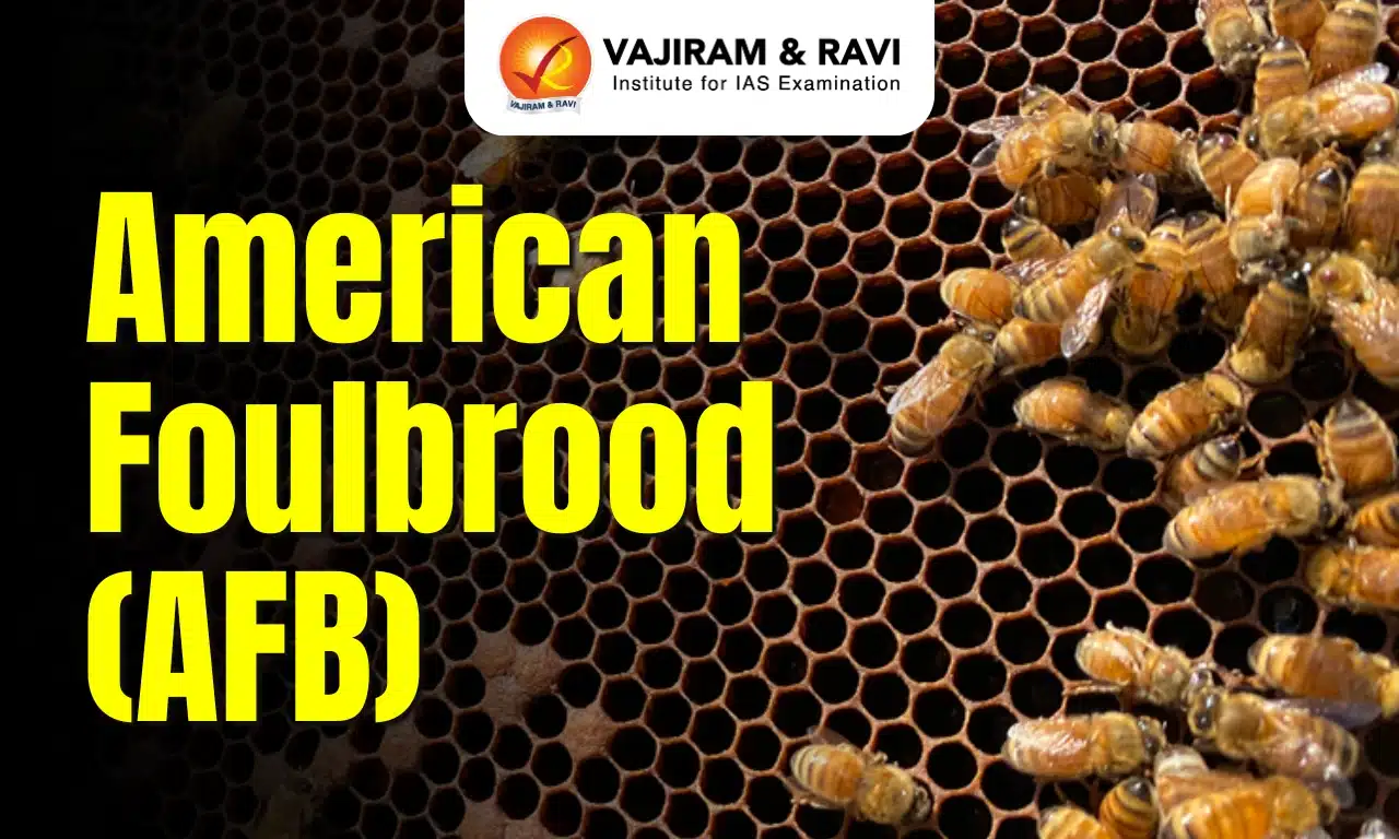American Foulbrood (AFB)