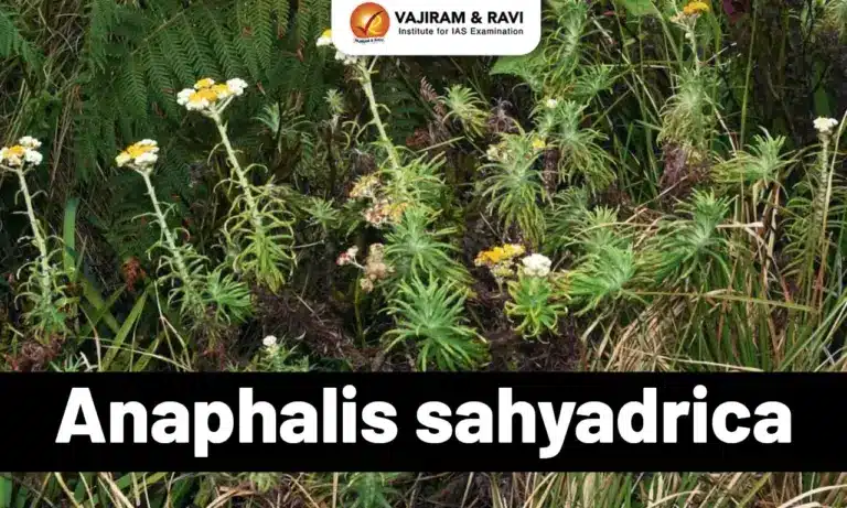 Anaphalis sahyadrica
