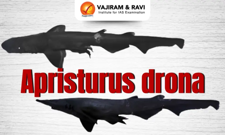 Apristurus drona