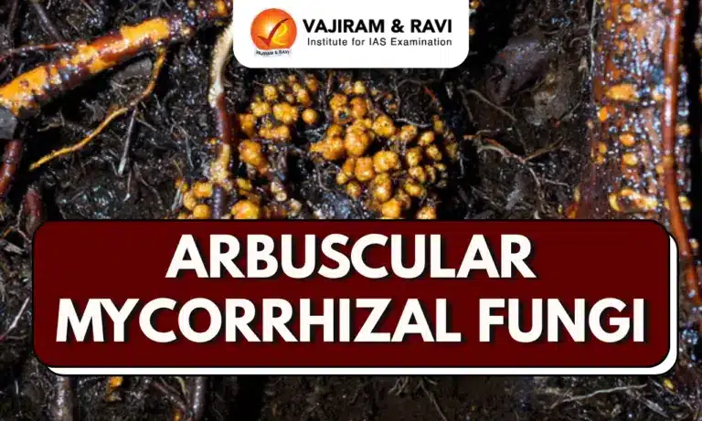 Arbuscular Mycorrhizal Fungi