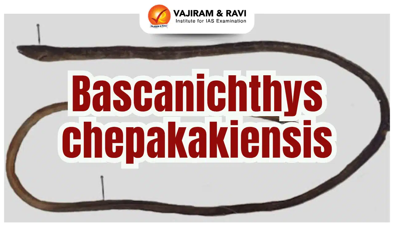 Bascanichthys chepakakiensis