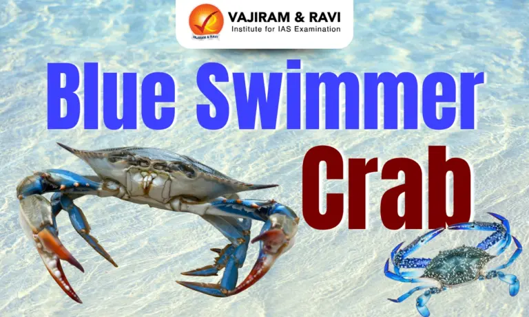 Blue Swimmer Crab
