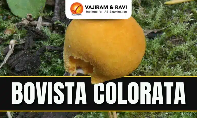 Bovista colorata