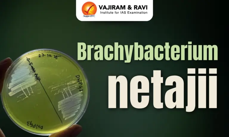 Brachybacterium netajii