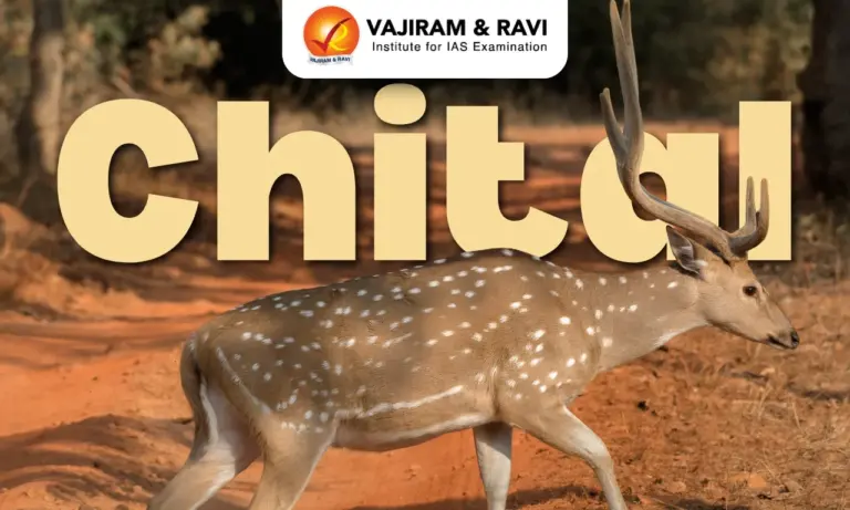 Chital