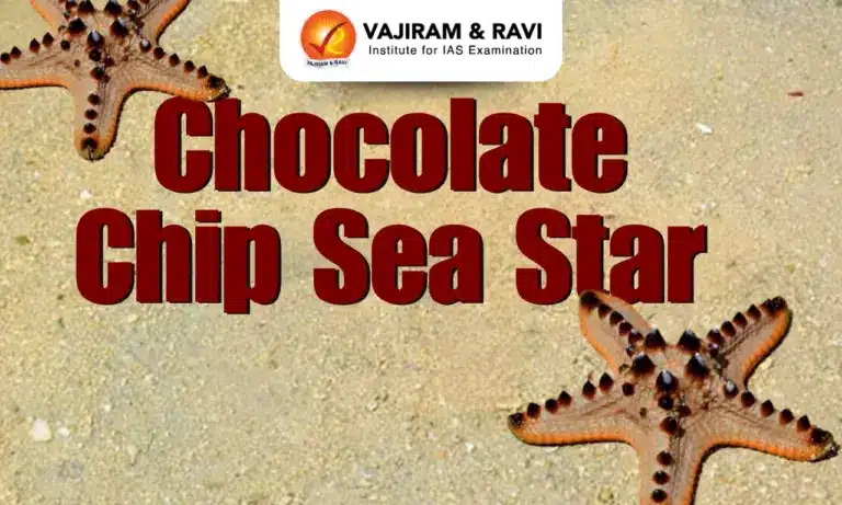 Chocolate Chip Sea Star