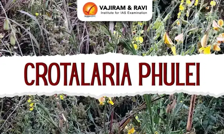 Crotalaria phulei