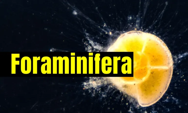 Foraminifera