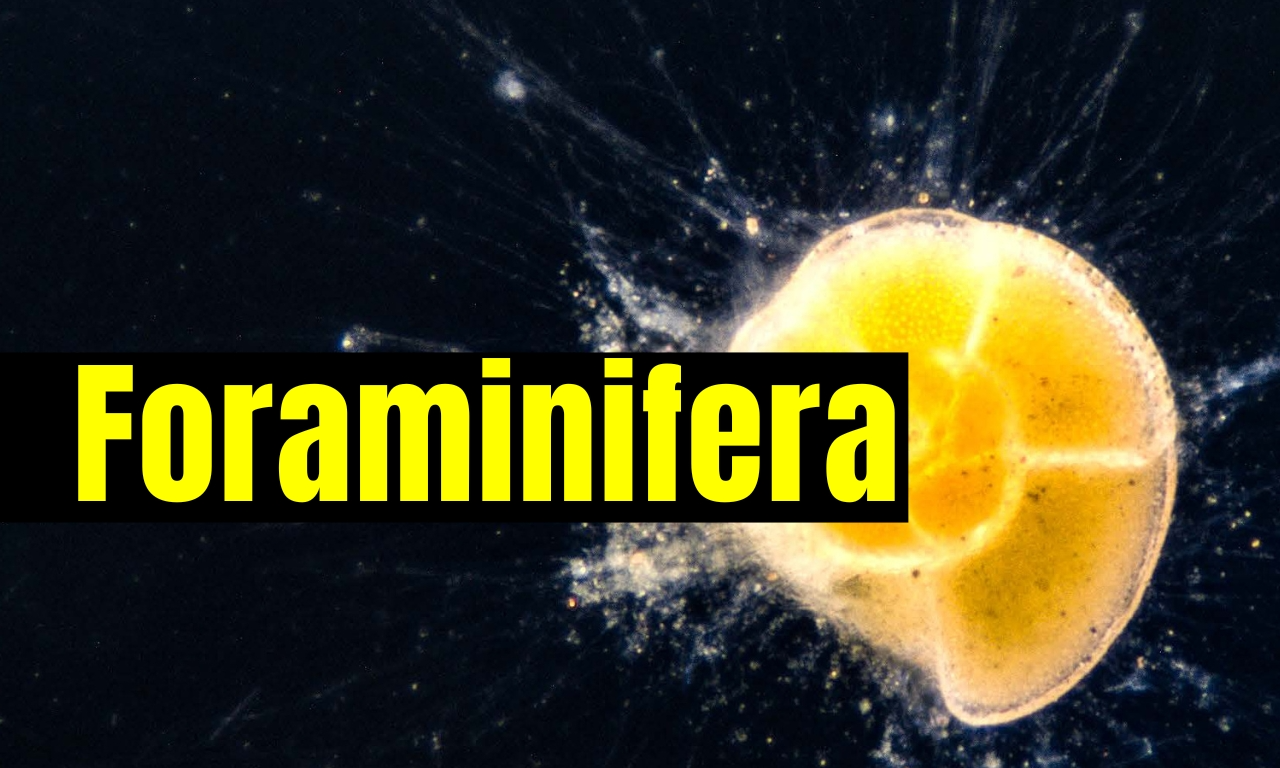 Foraminifera