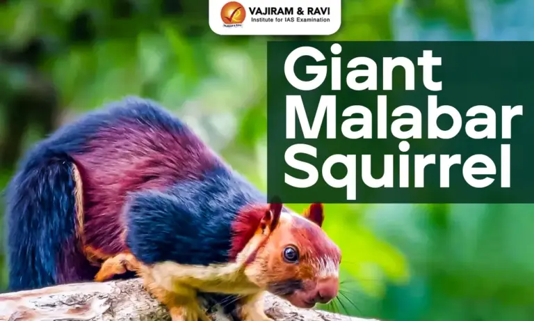 Giant Malabar Squirrel