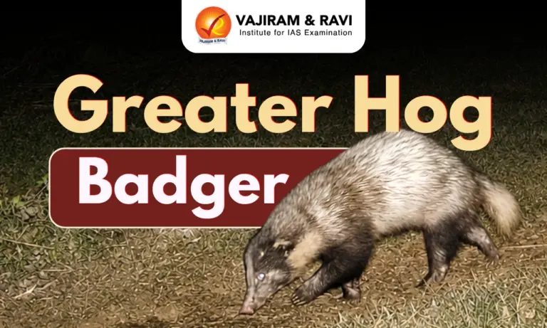 Greater Hog Badger