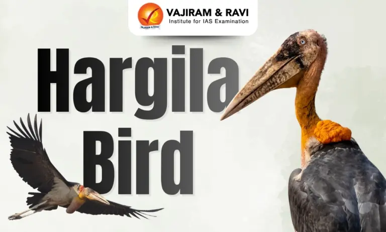 Hargila Bird