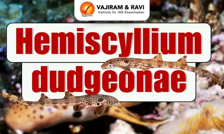 Hemiscyllium dudgeonae