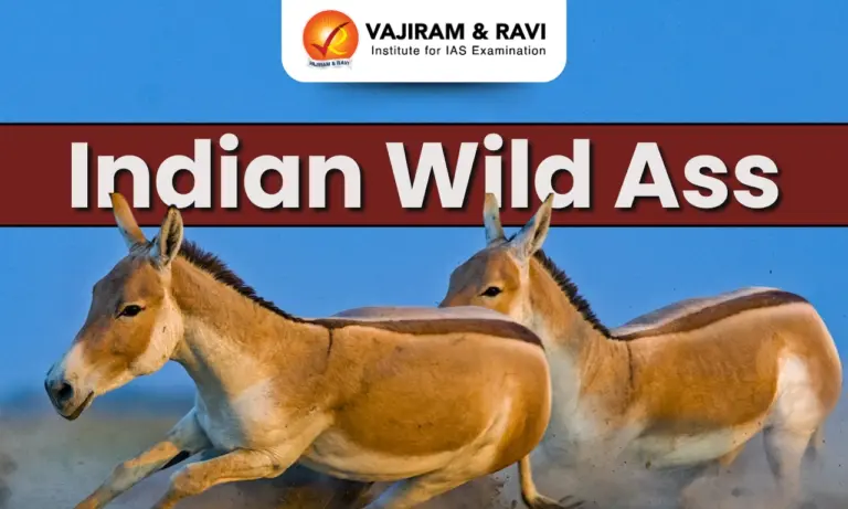 Indian Wild Ass