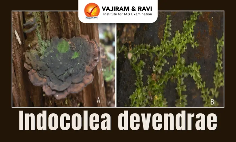 Indocolea devendrae