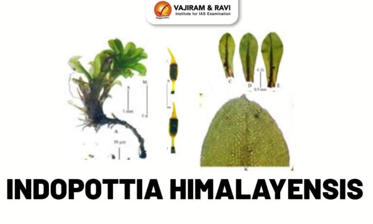 Indopottia Himalayensis