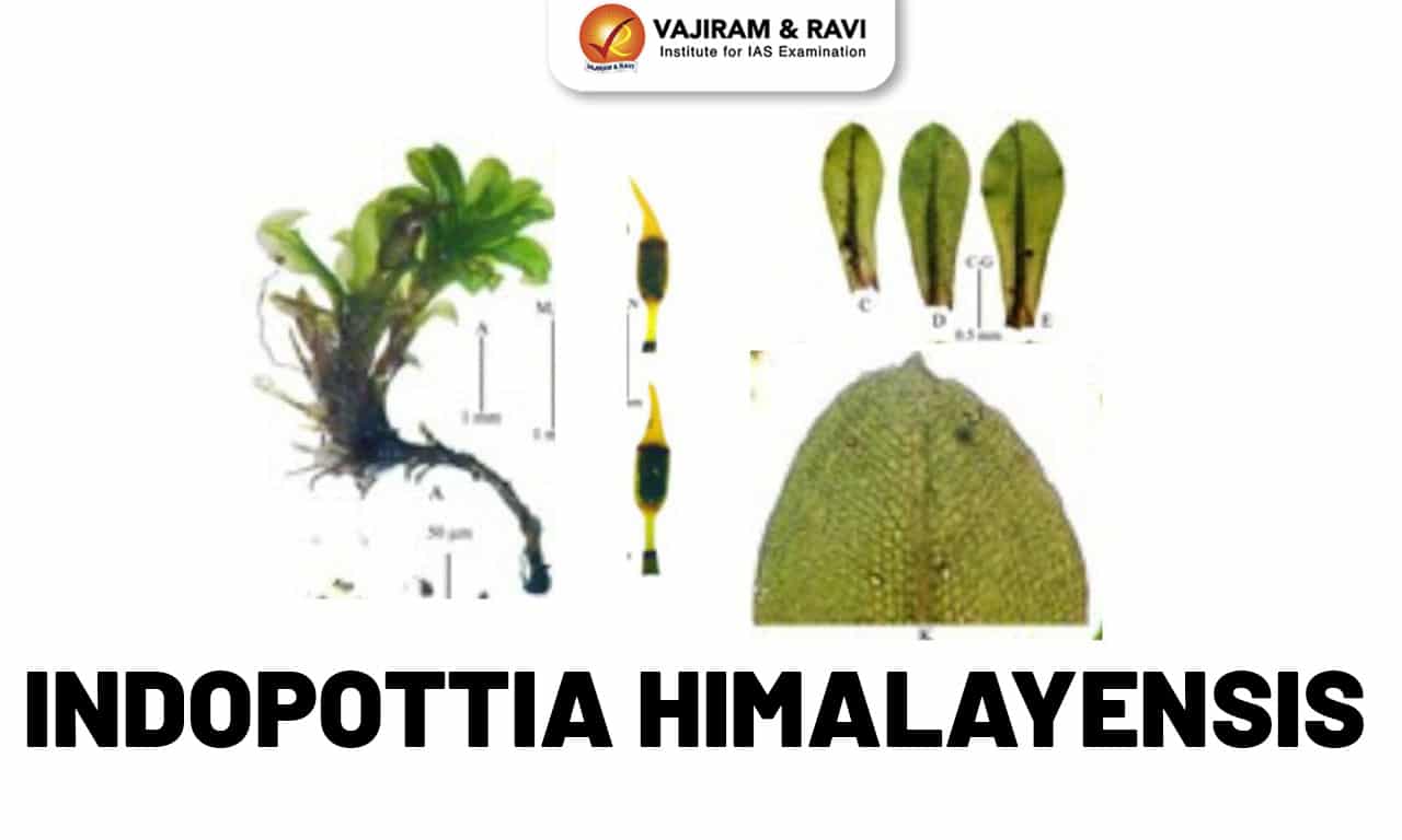 Indopottia Himalayensis