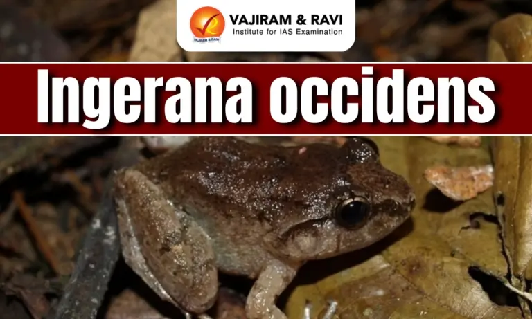 Ingerana occidens