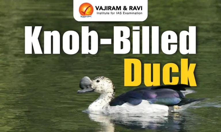 Knob-Billed Duck