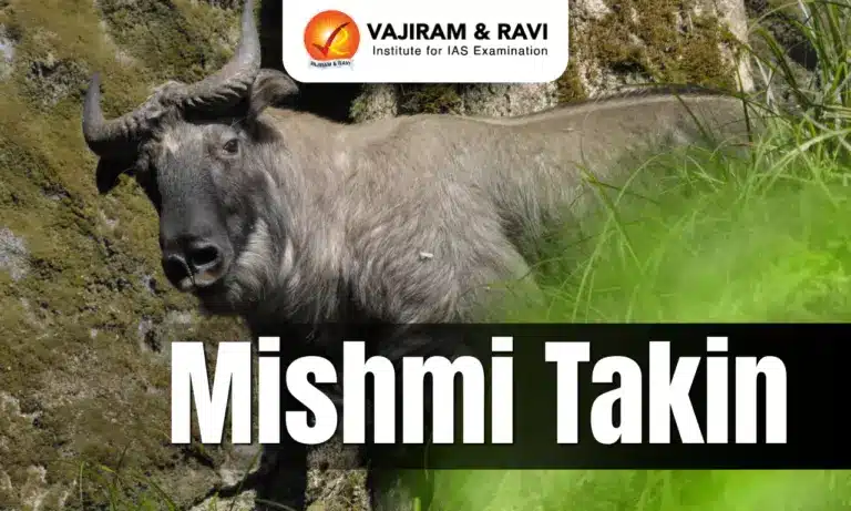 Mishmi Takin