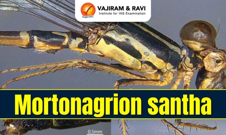 Mortonagrion santha