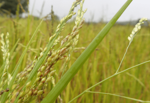 New GI-Tagged Tribal Crops of Madhya Pradesh