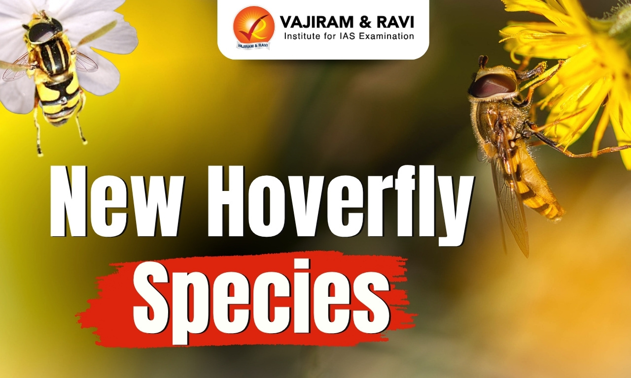 New Hoverfly Species
