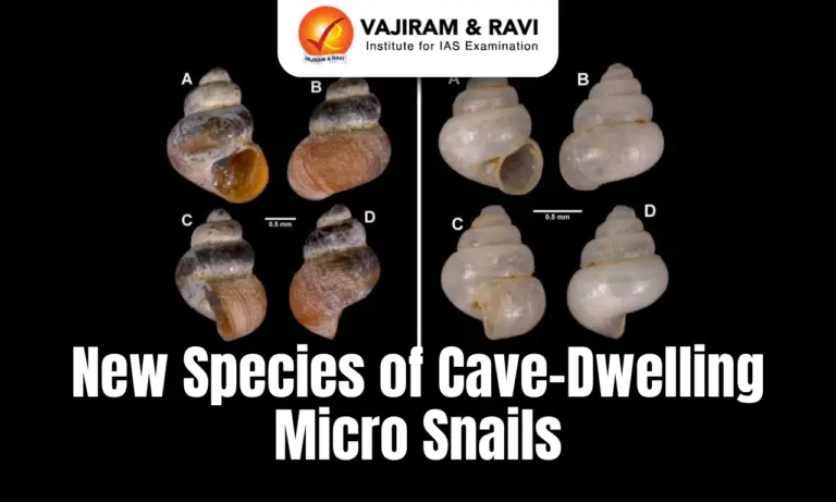 New Species of Cave-Dwelling Micro Snails
