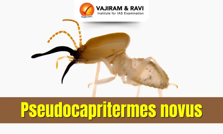 Pseudocapritermes novus