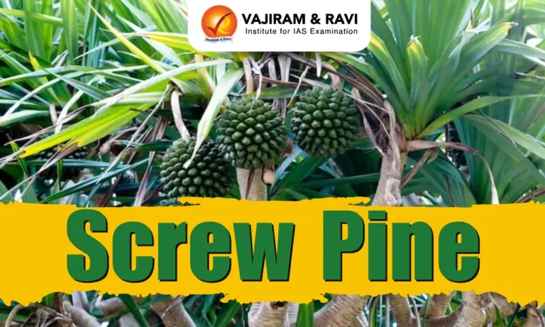 Screw Pine