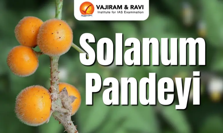 Solanum Pandeyi