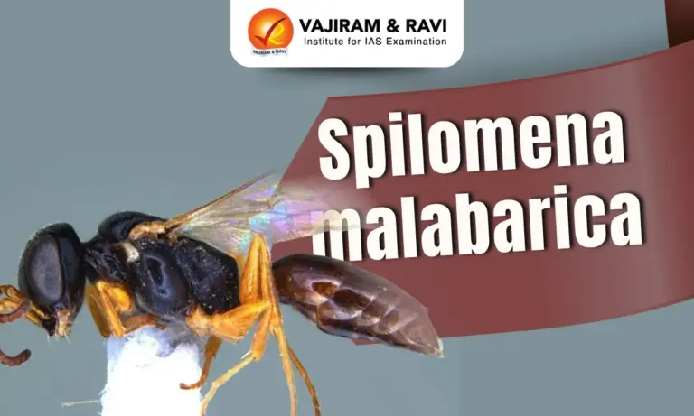 Spilomena malabarica